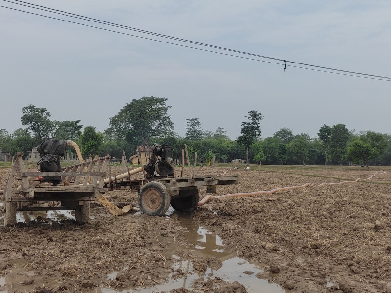 पानी नपर्दा धनुषामा धान रोपाइँ प्रभावित, खेत चिरा पर्न थाले